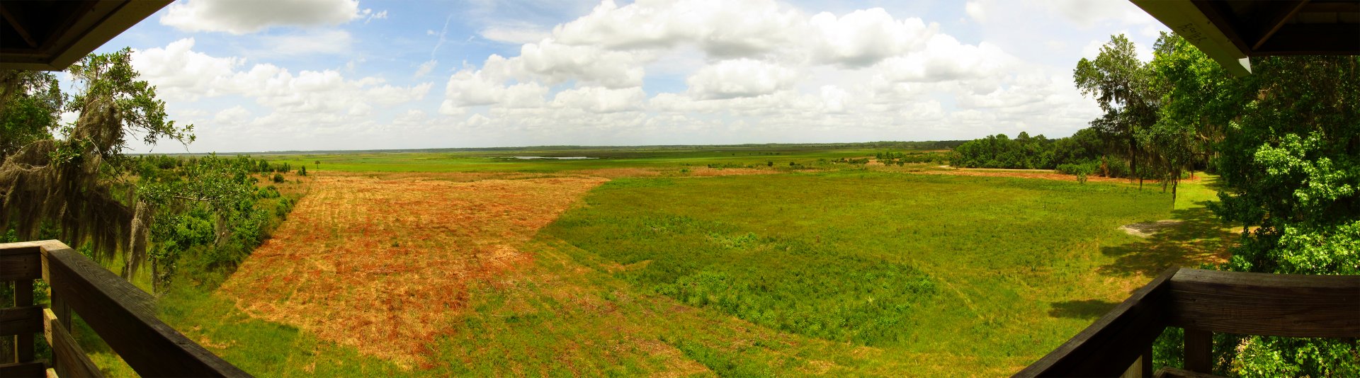 Payne's Prairie 50 Foot Lookout Tower View