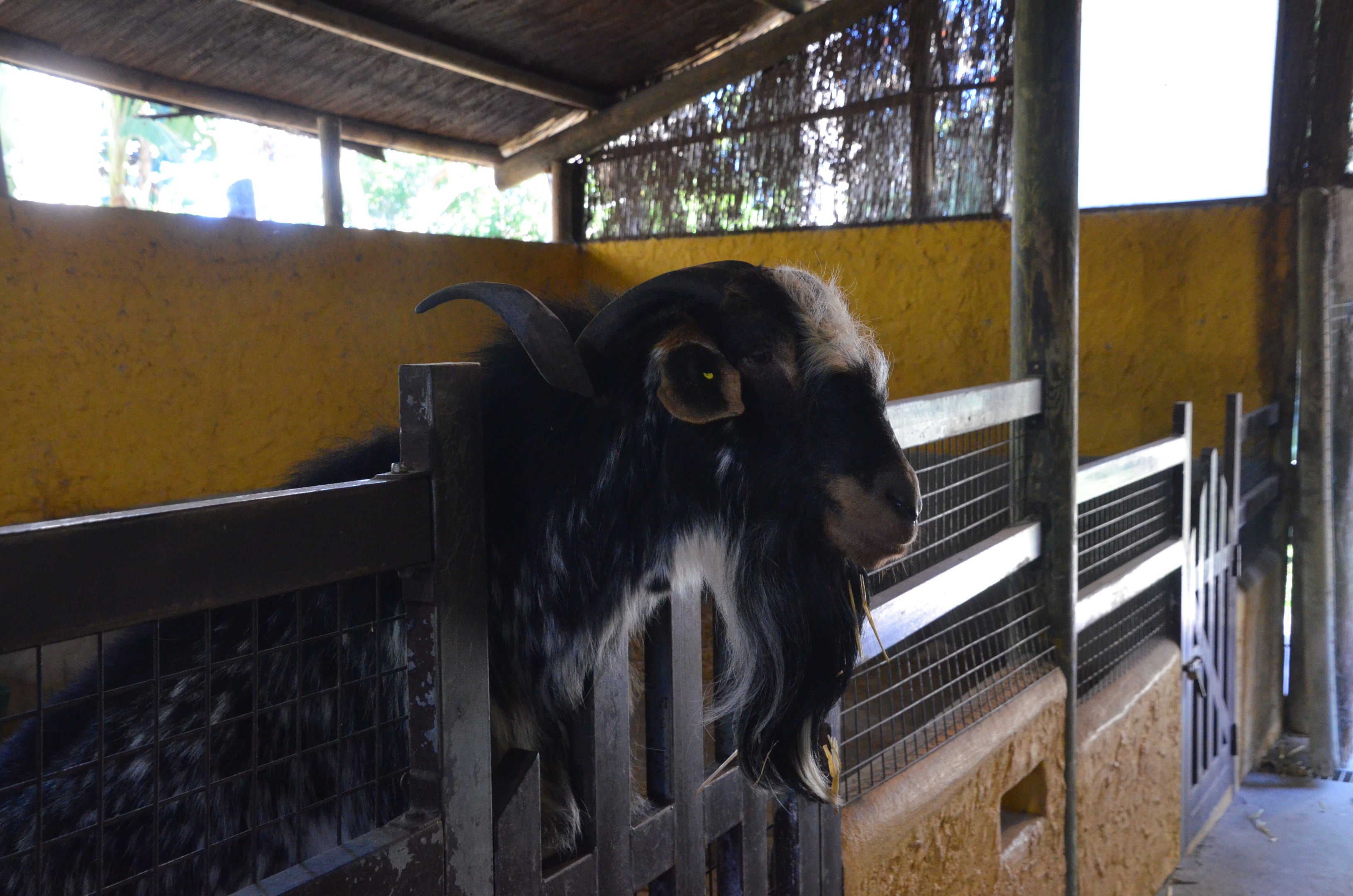 Payoya Goat at Selwo Aventura, 13/03/19