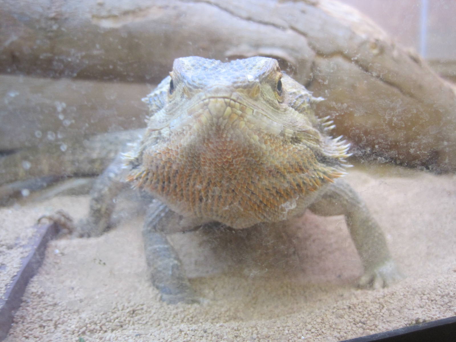 PBRS- Bearded Dragon Stare