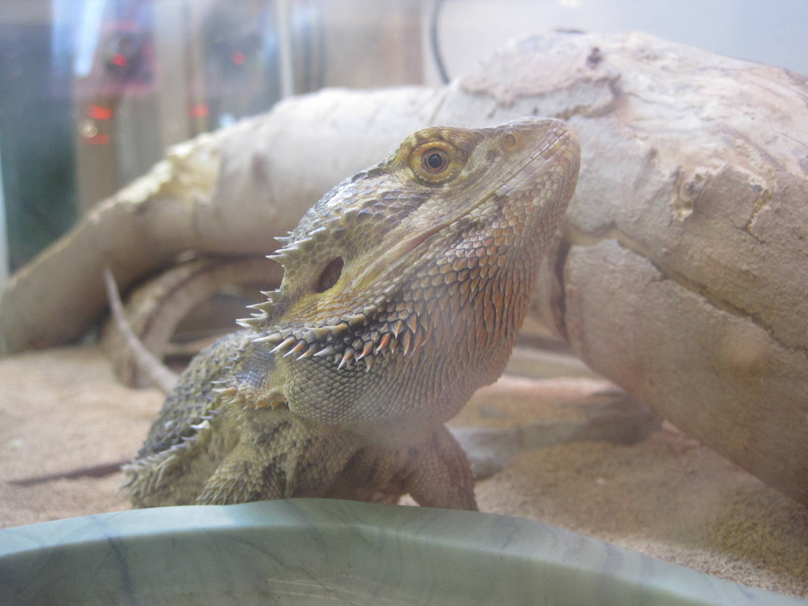 PBRS- Bearded Dragon