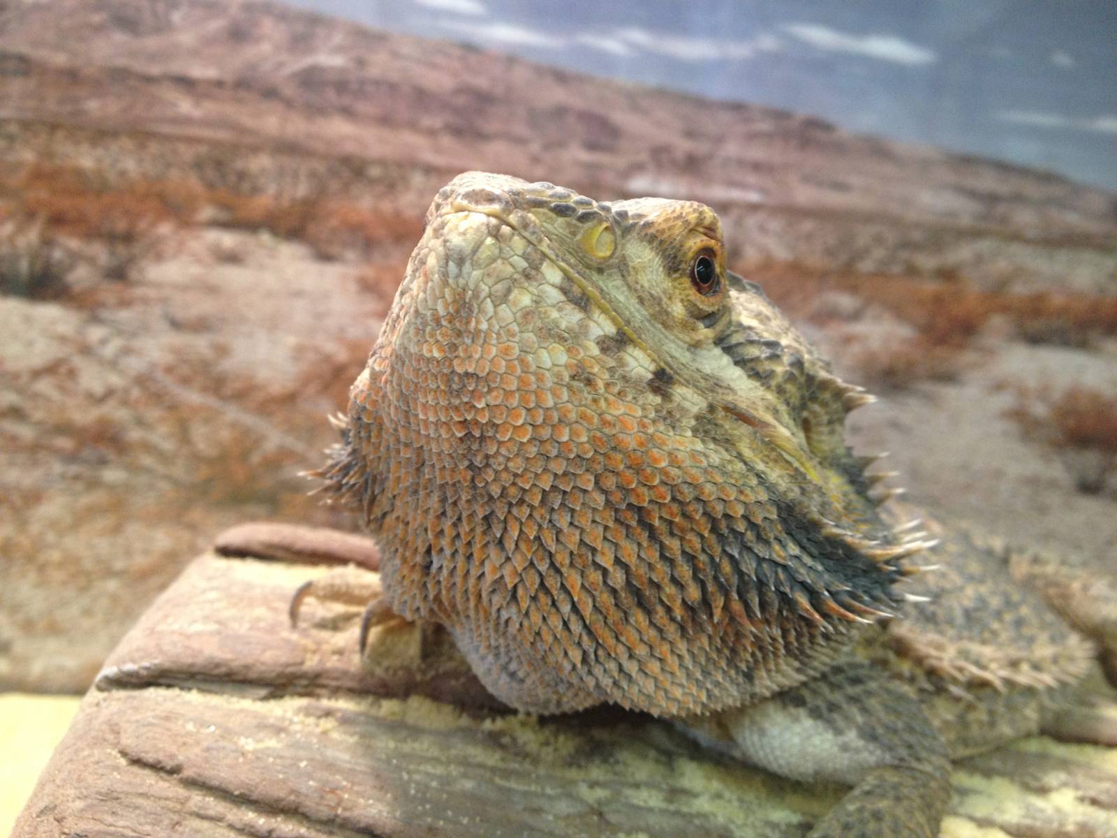 PBRS- Bearded Dragon
