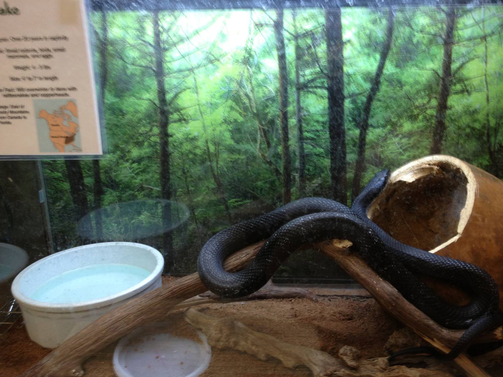 PBRS- Black Rat Snake Tank
