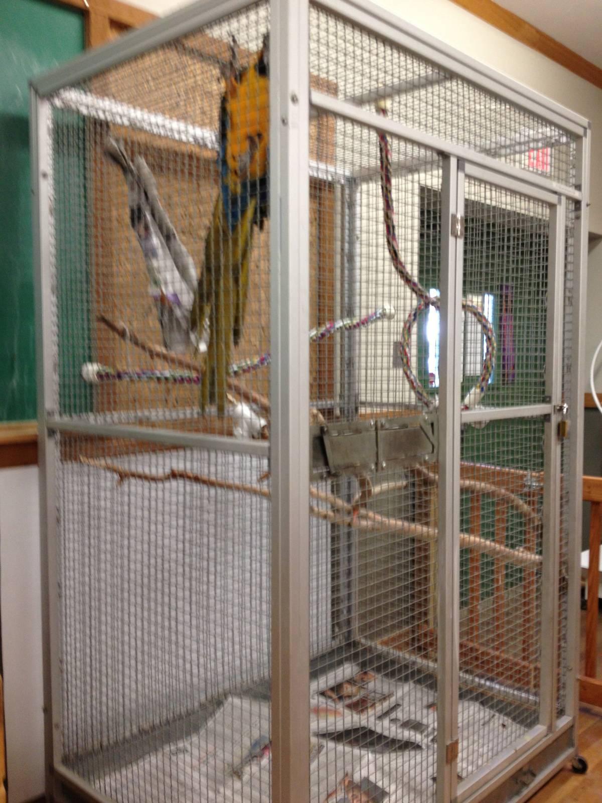 PBRS- Blue and Gold Macaw Cage