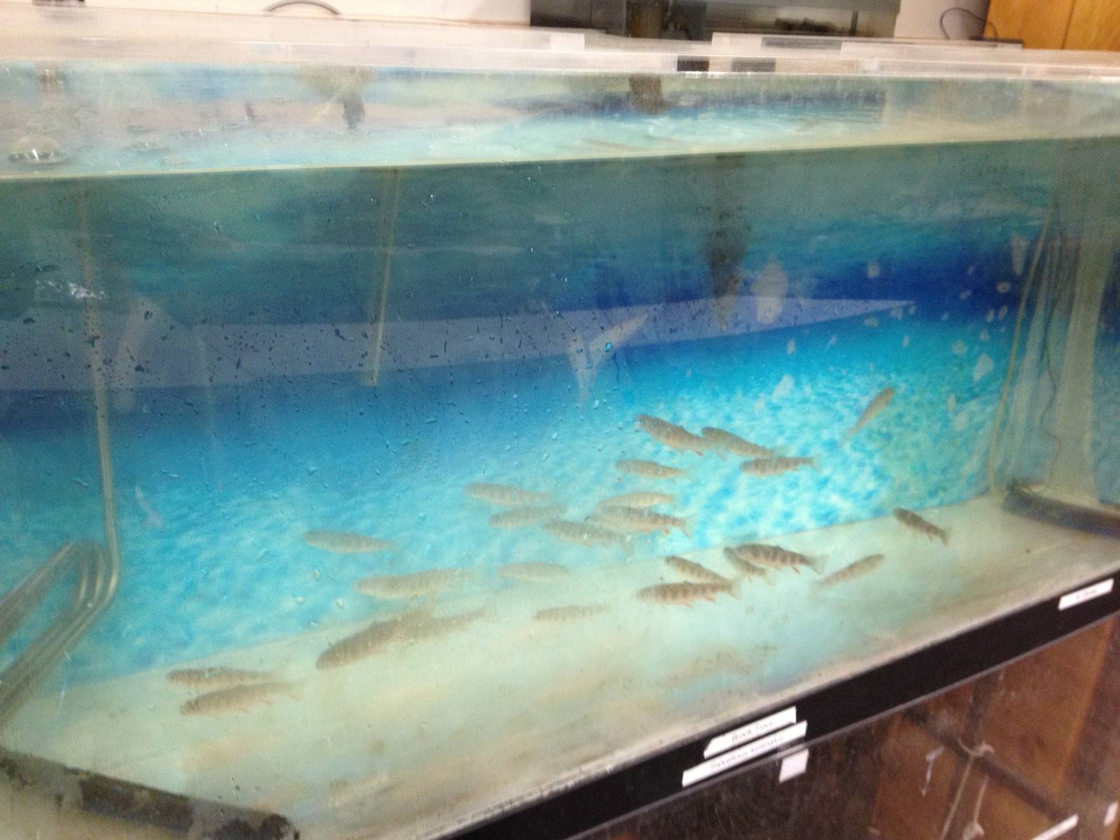 PBRS- Brook Trout Tank