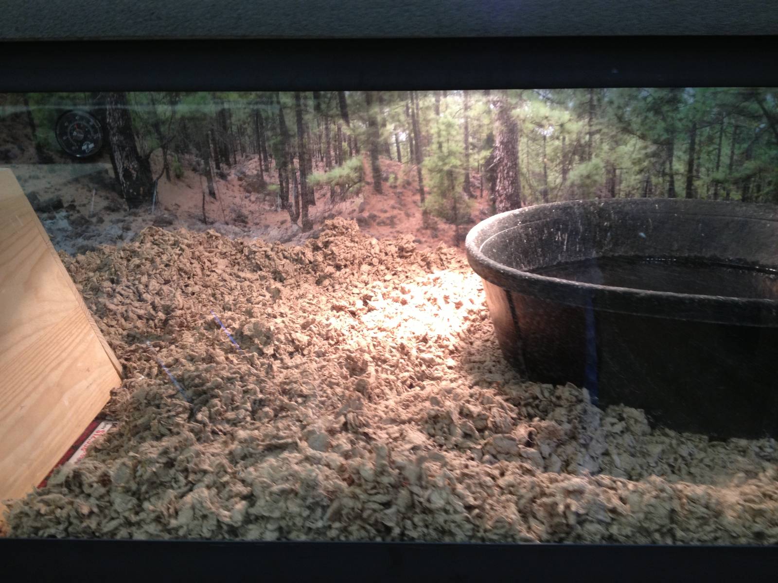 PBRS- Bull Snake Tank