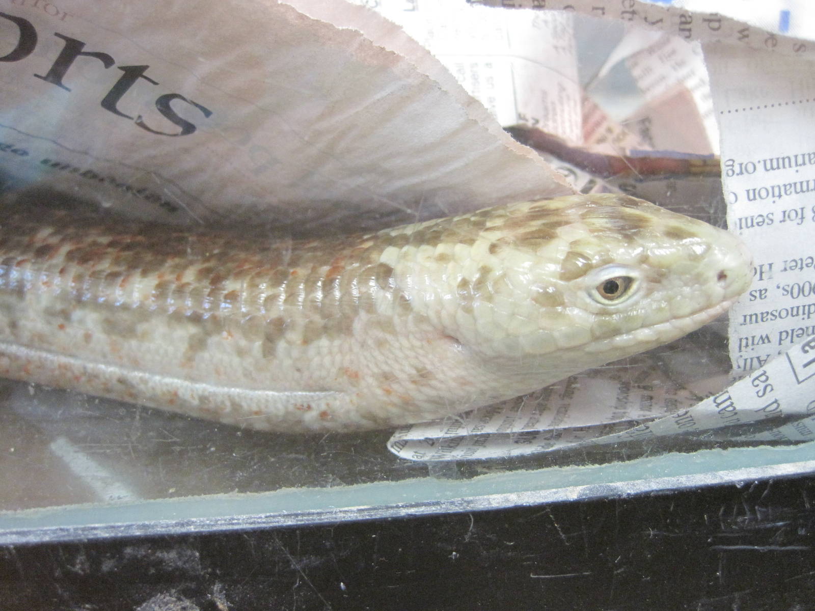 PBRS- European Glass Lizard