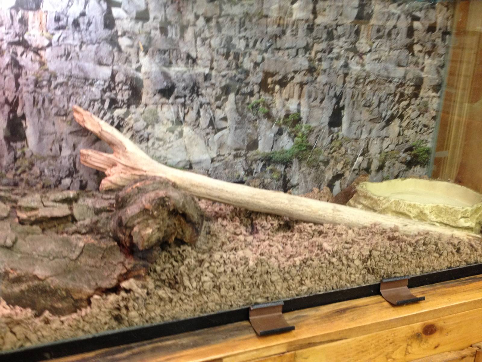 PBRS- European Legless Lizard Tank