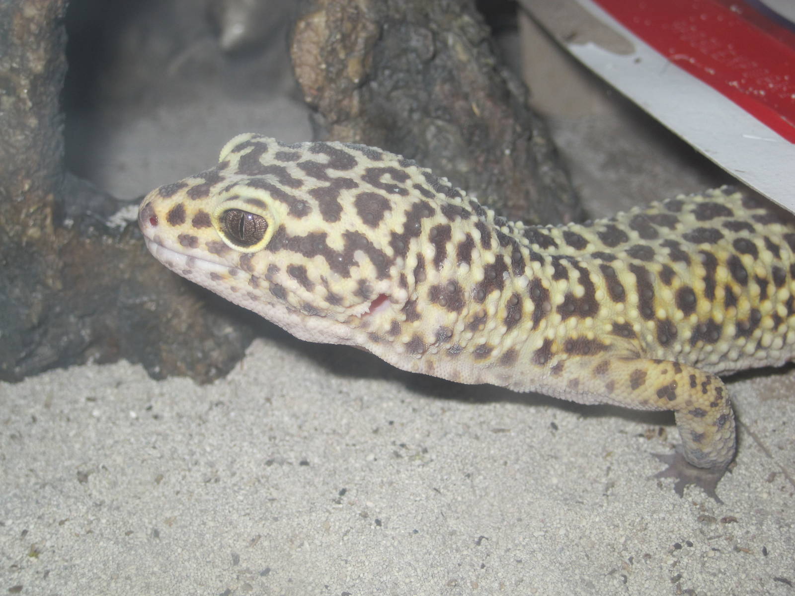 PBRS- Leopard Gecko