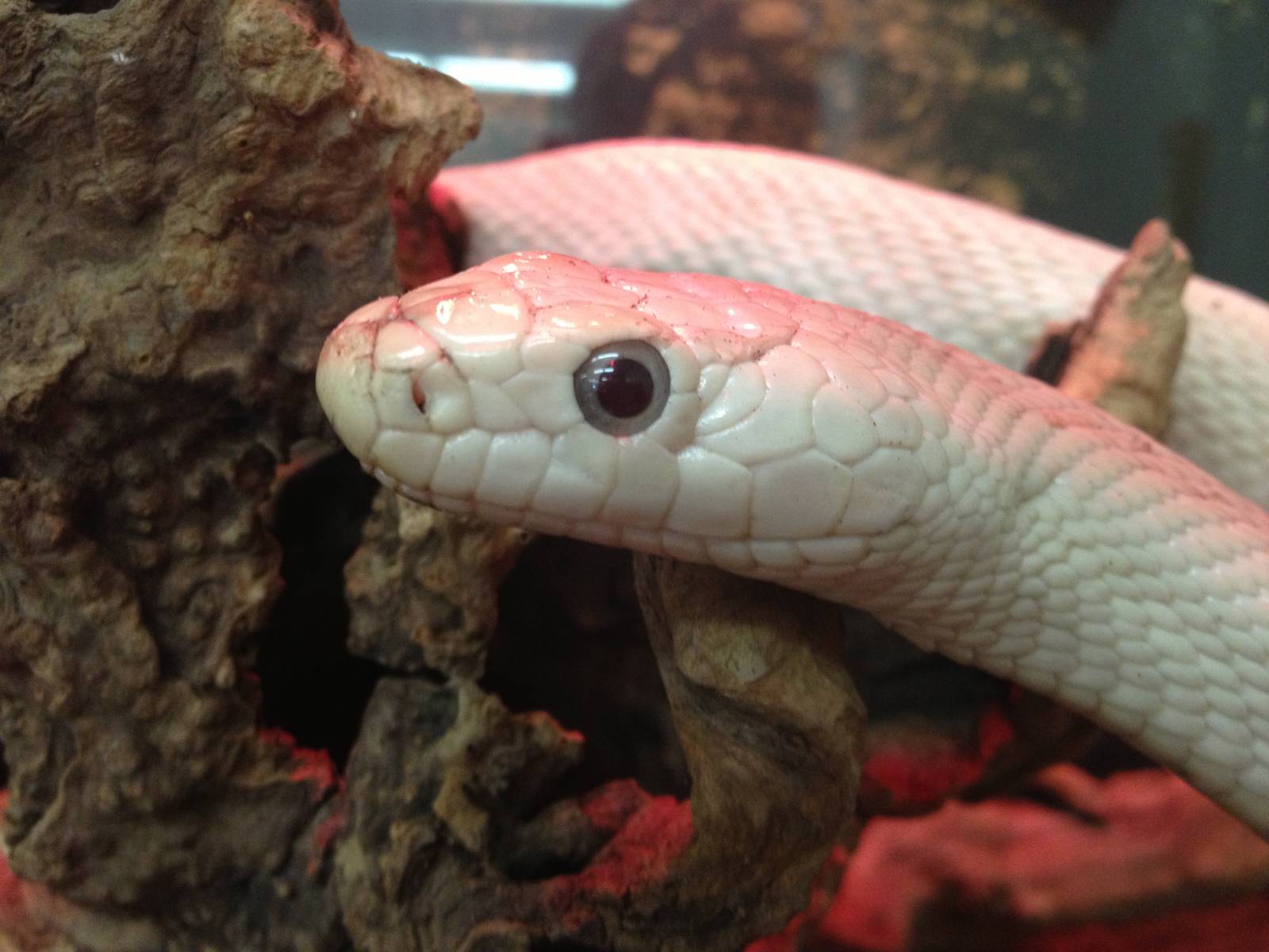 PBRS- Leucistic Black Rat Snake