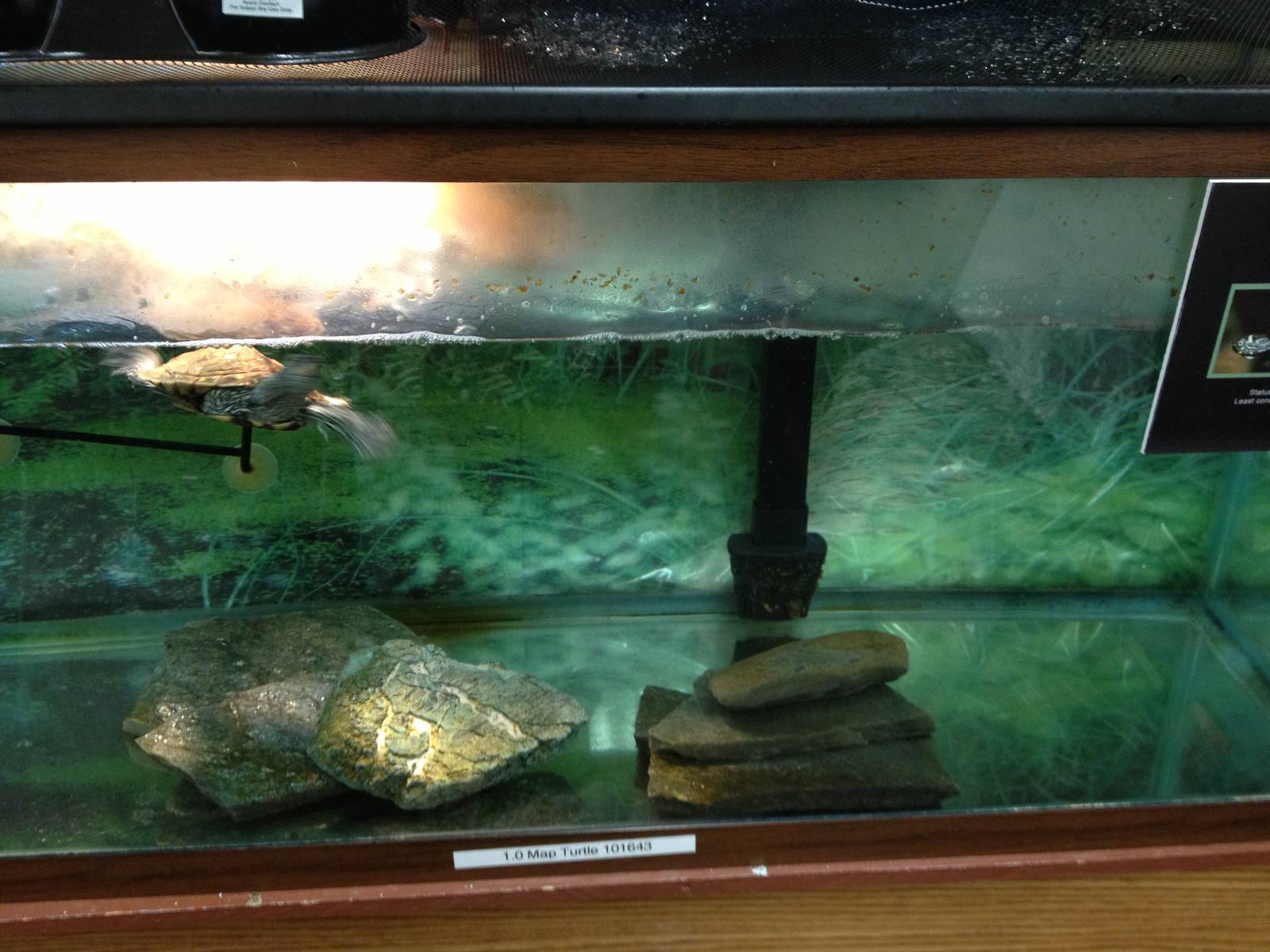 PBRS- Map Turtle Tank