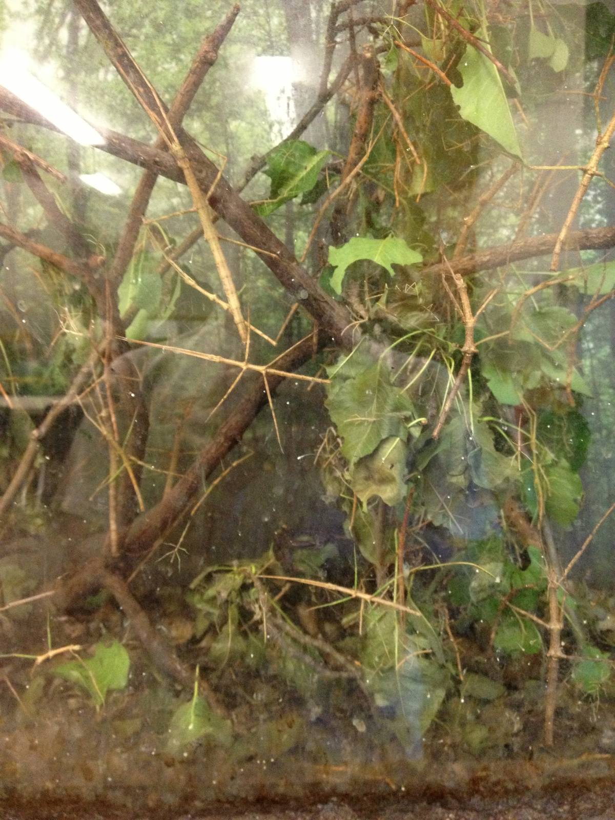 PBRS- Walking Stick Tank