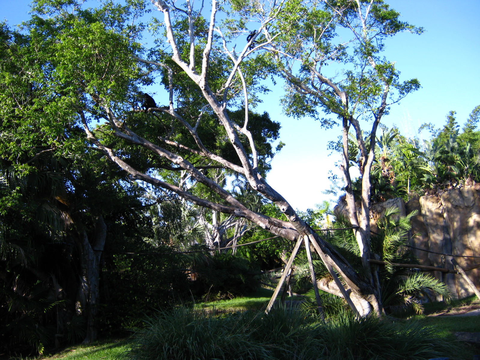 PBZ - Tropics of the Americas