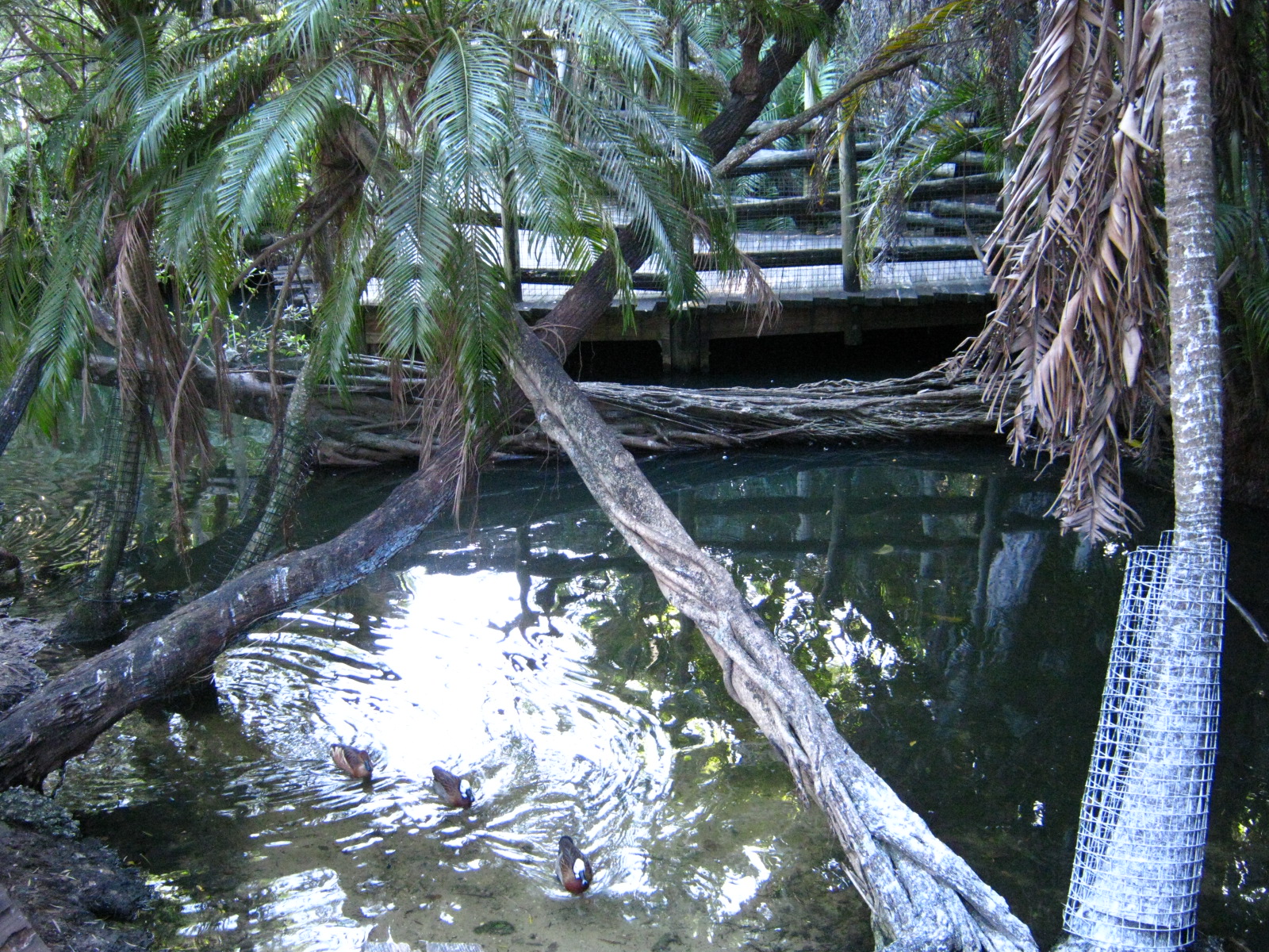 PBZ - Tropics of the Americas