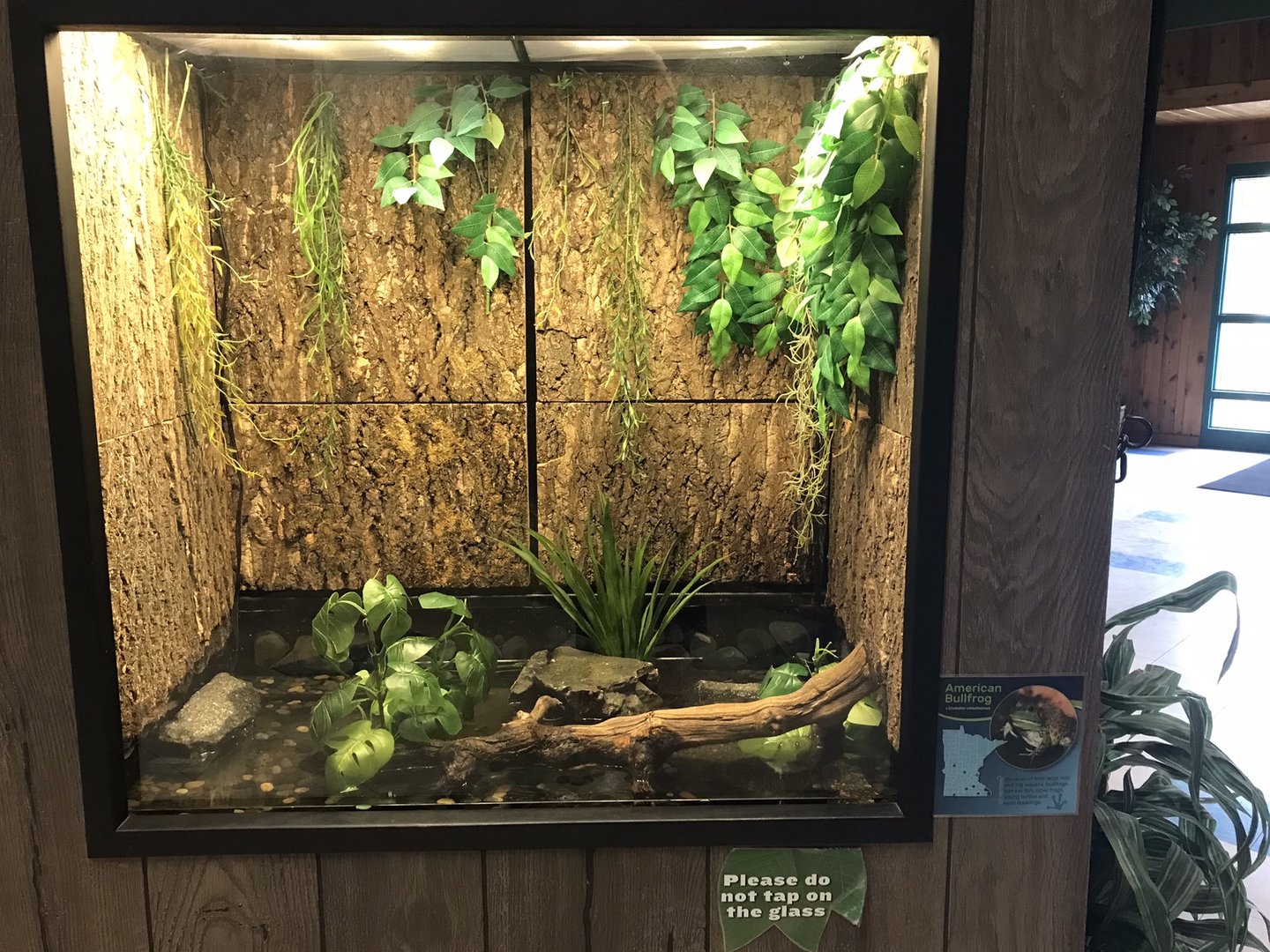 PCC - American Bullfrog Terrarium