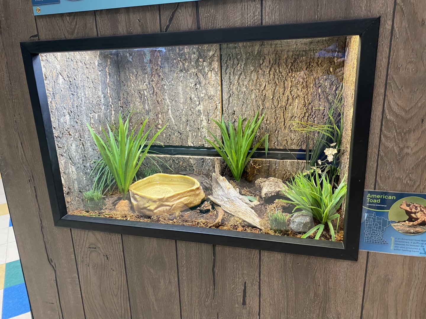PCC - American Toad Exhibit