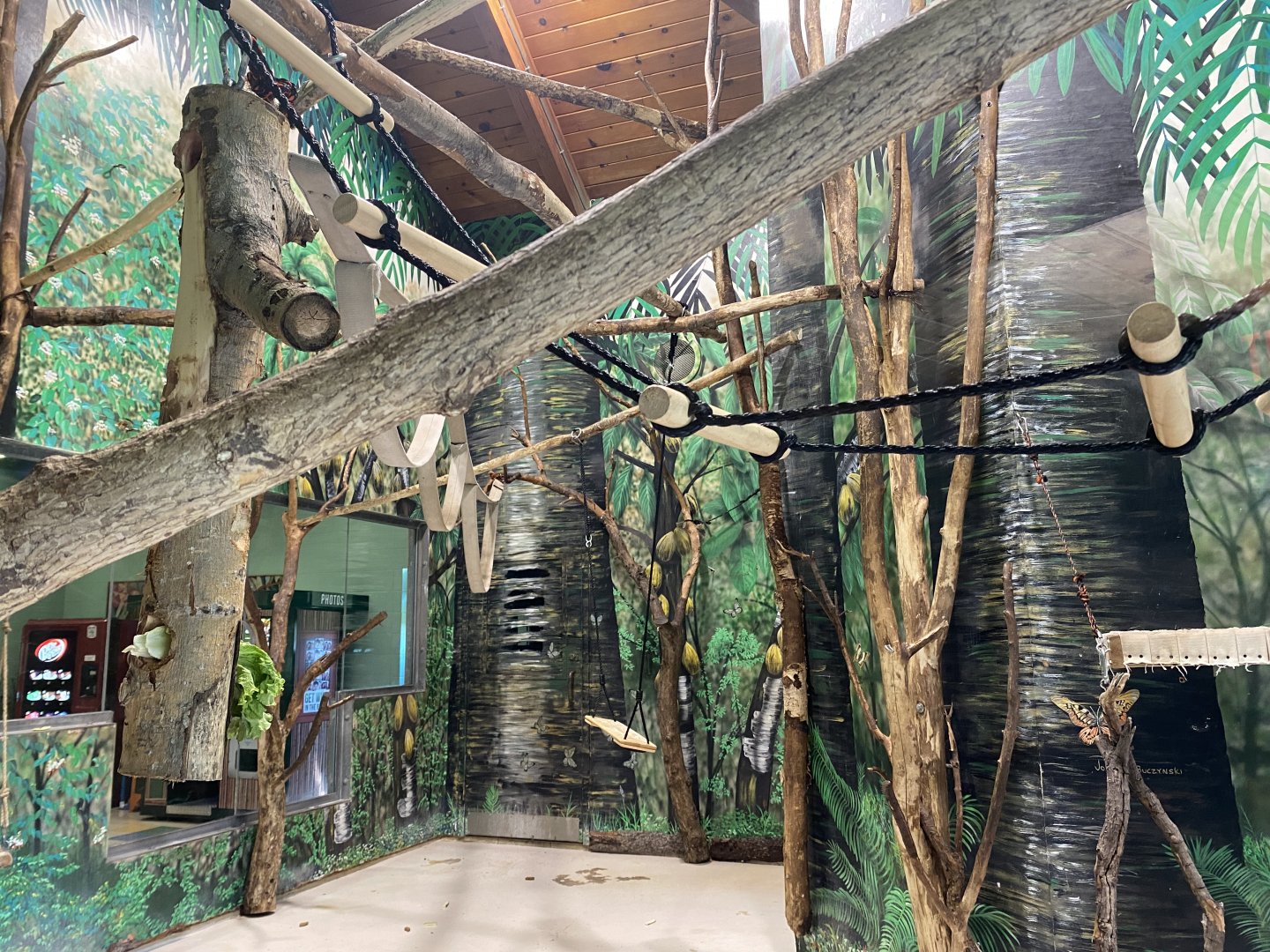 PCC - Angolan Colobus Indoor Exhibit