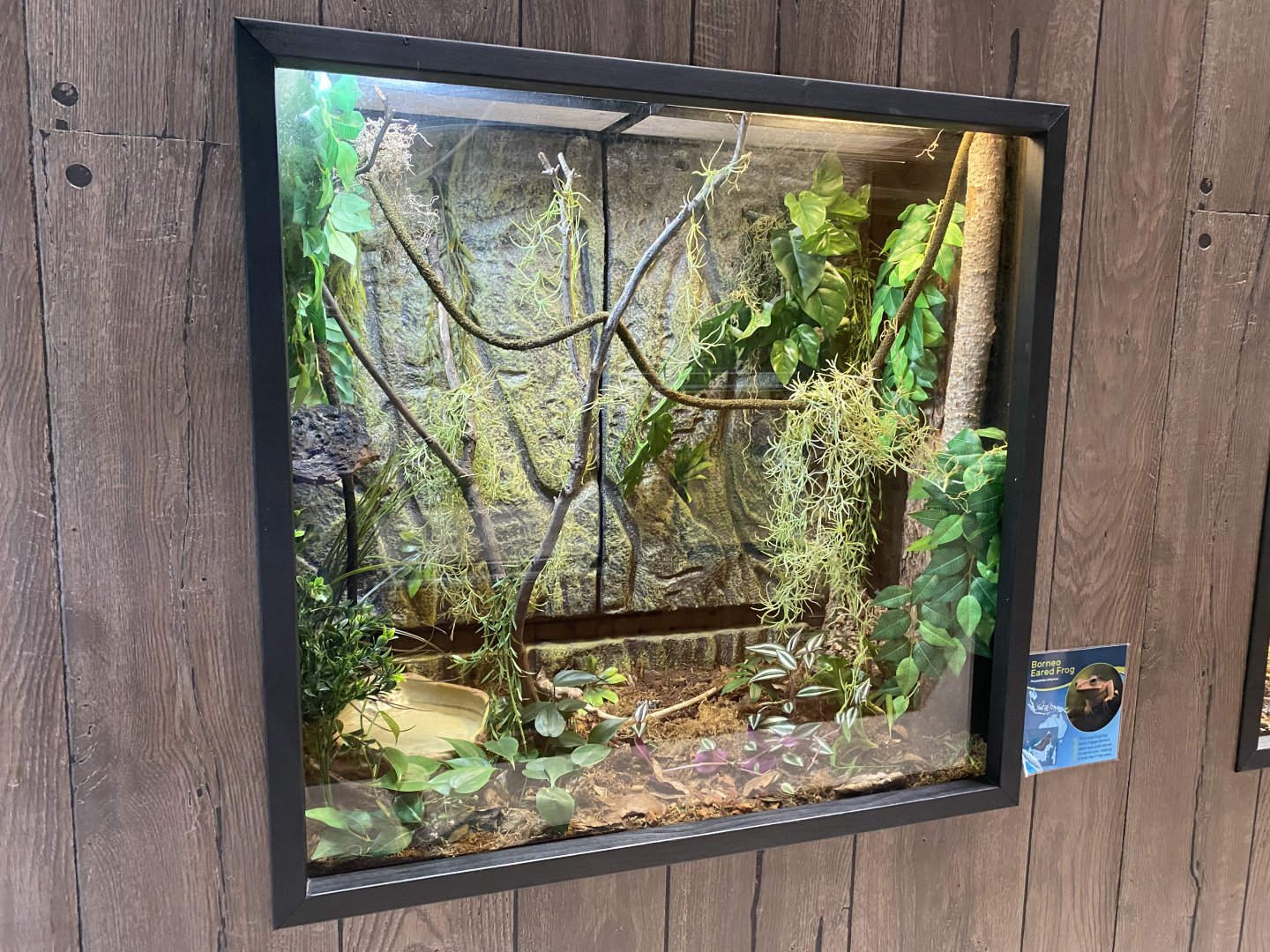 PCC - Borneo Eared Frog Terrarium