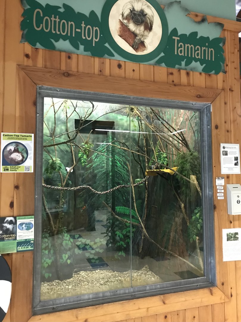 PCC - Cotton Topped Tamarin Exhibit