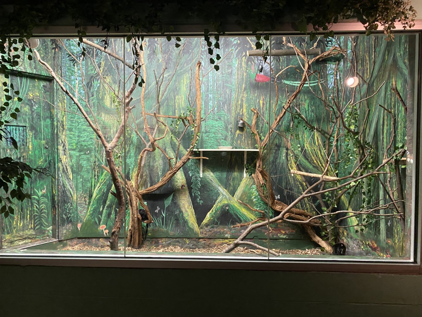 PCC - Goldei’s Marmoset Exhibit