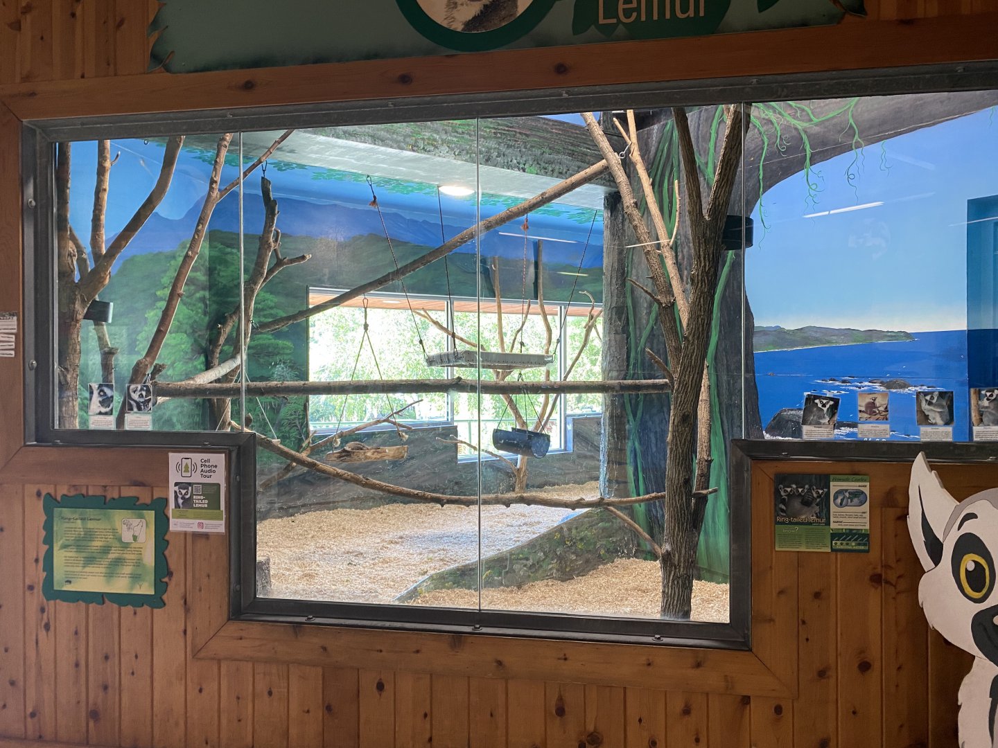 PCC - Indoor Ring-Tailed Lemur Exhibit
