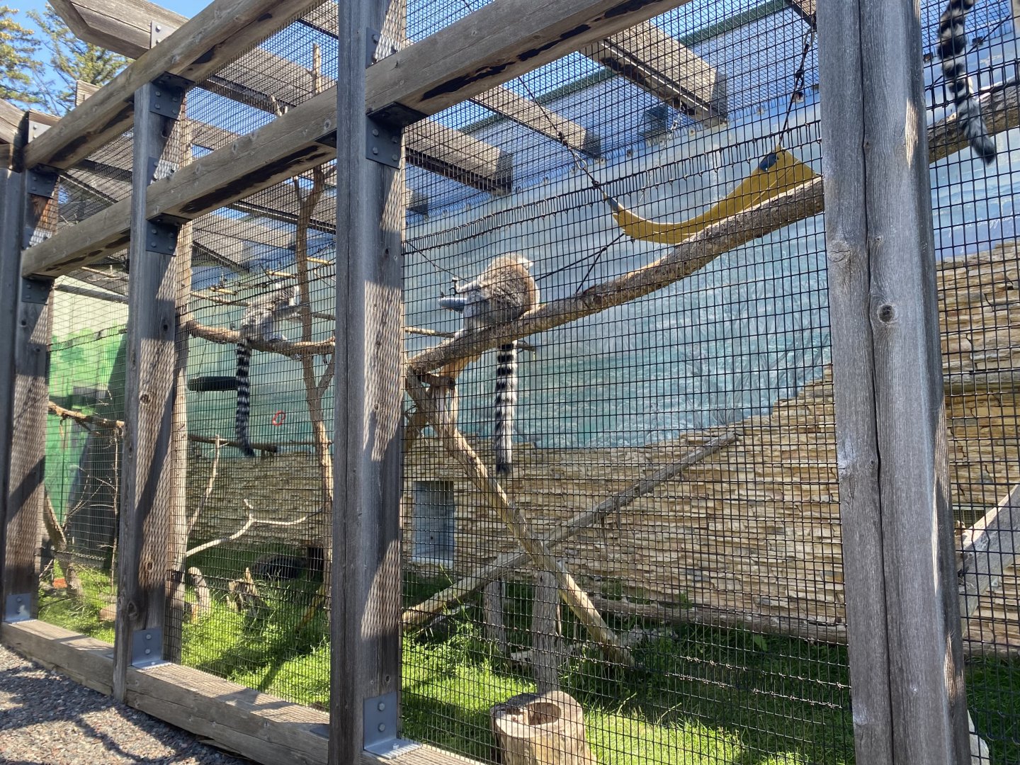 PCC - Ring-Tailed Lemur/Gopher Tortoise Exhibit