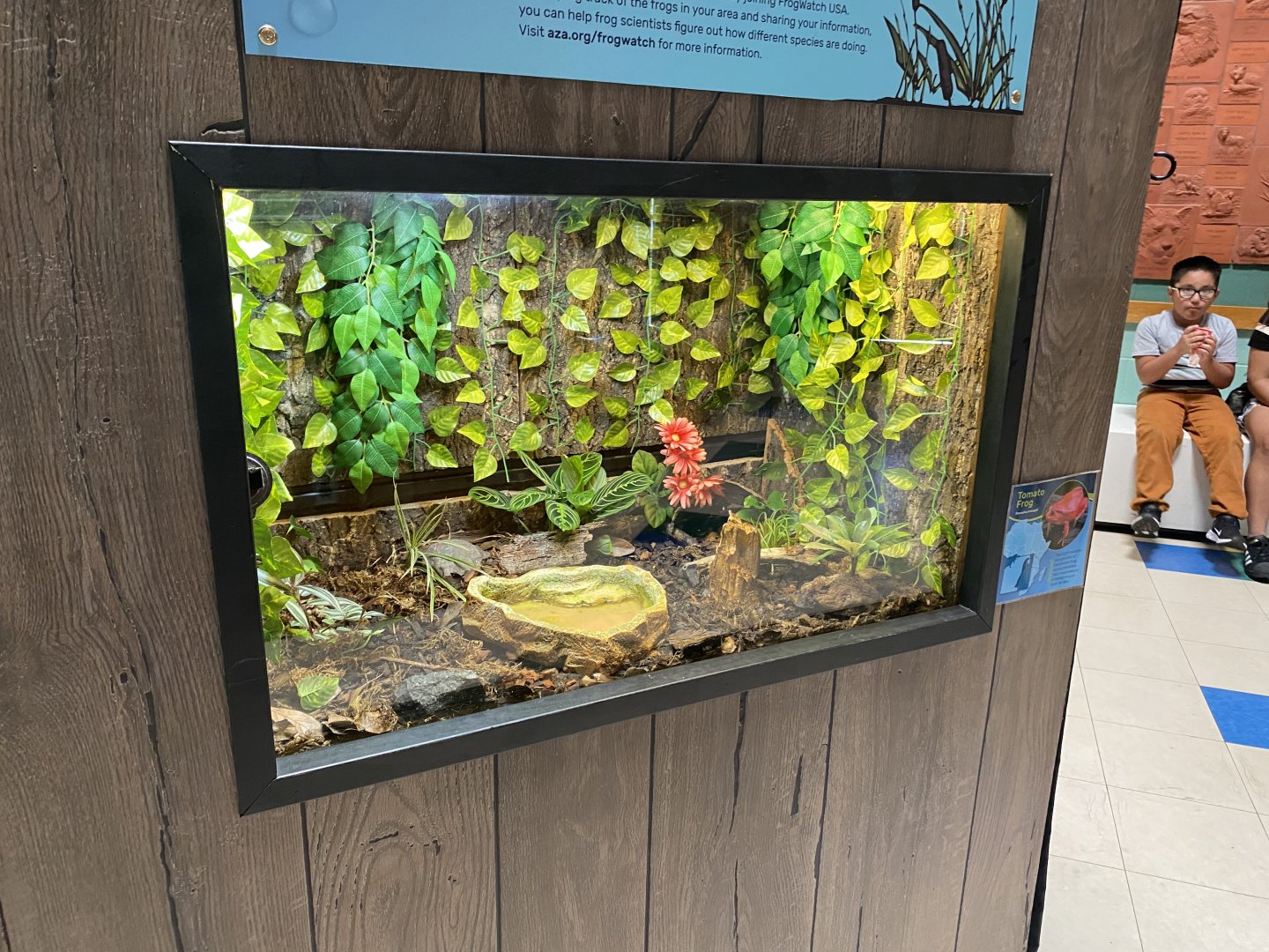 PCC - Sambava Tomato Frog Terrarium