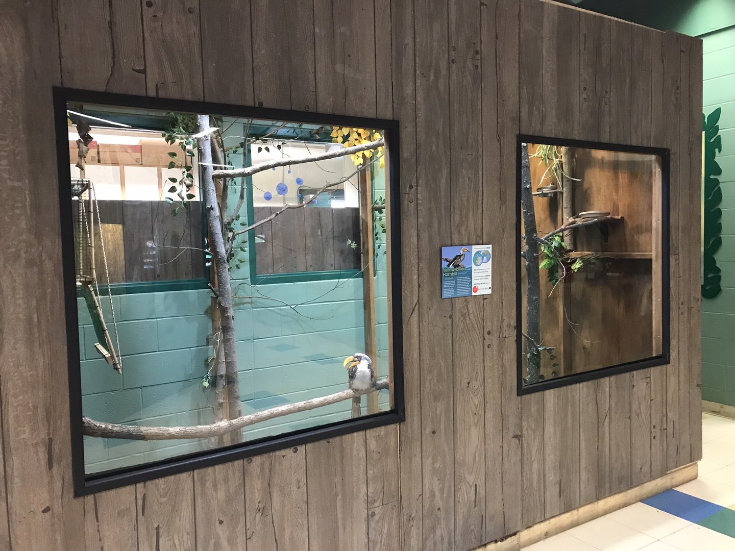 PCC - Yellow-Billed Hornbill Exhibit