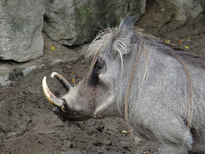 Pchacochoreus aethiopicus