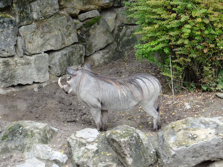 Pchacochoreus aethiopicus