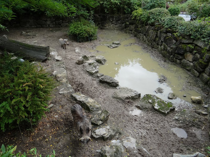 Pchacochoreus aethiopicus