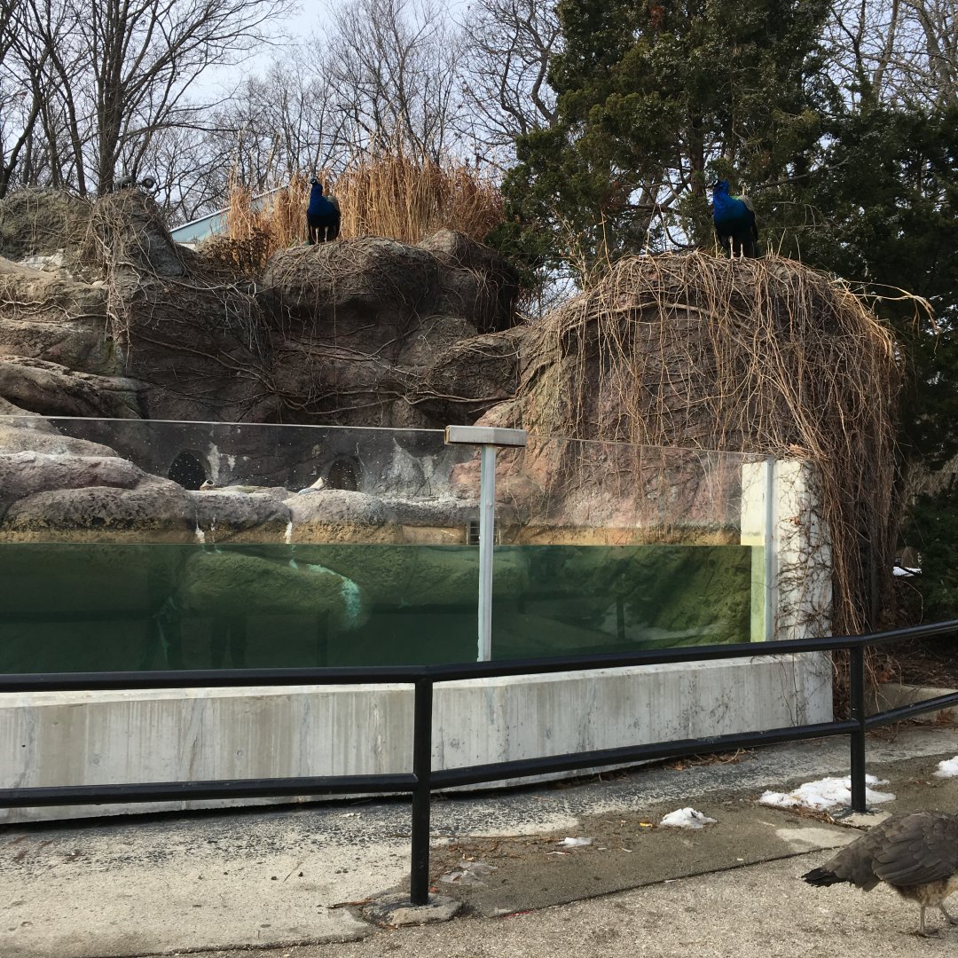 Pea fowl take over penguin exhibit