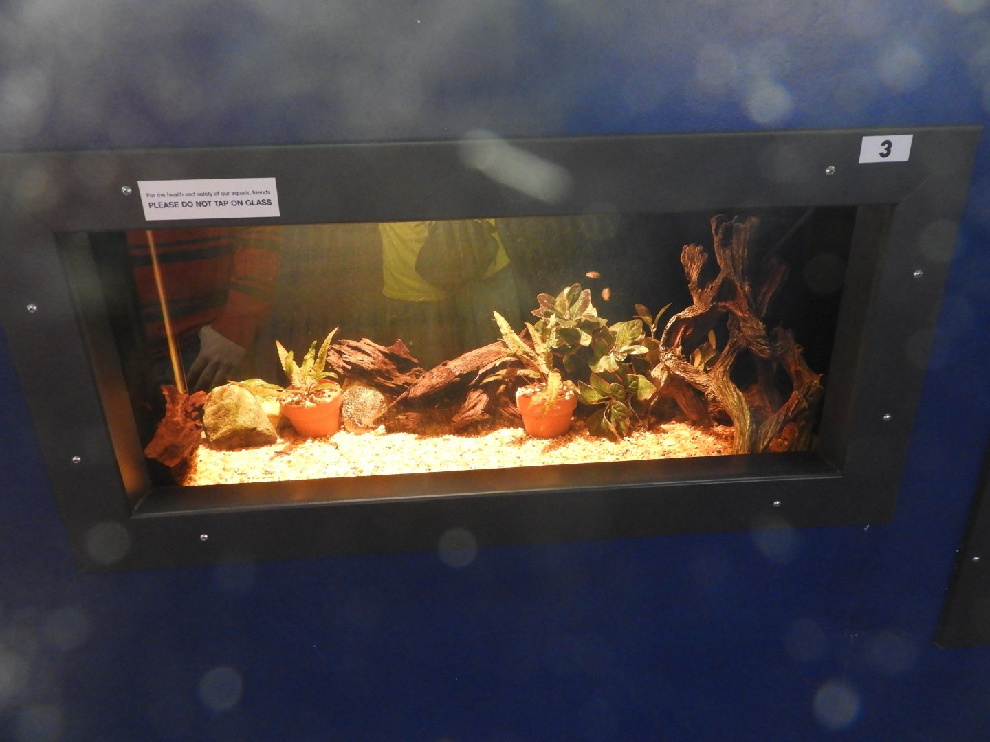 Pea Puffer tank - Weird and Wild - Reiman Aquarium