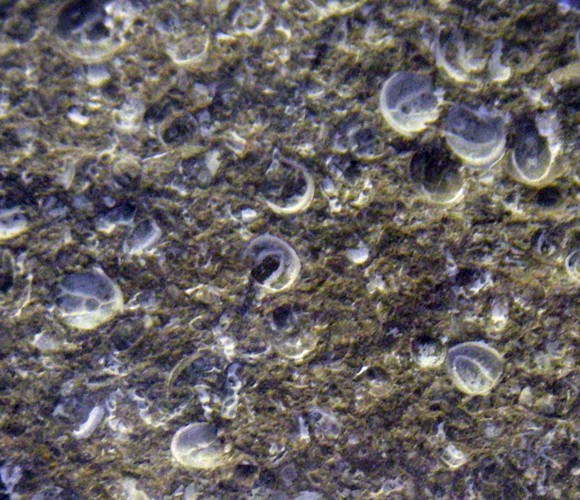 Pea Trilobites (Agnostus pisiformis)