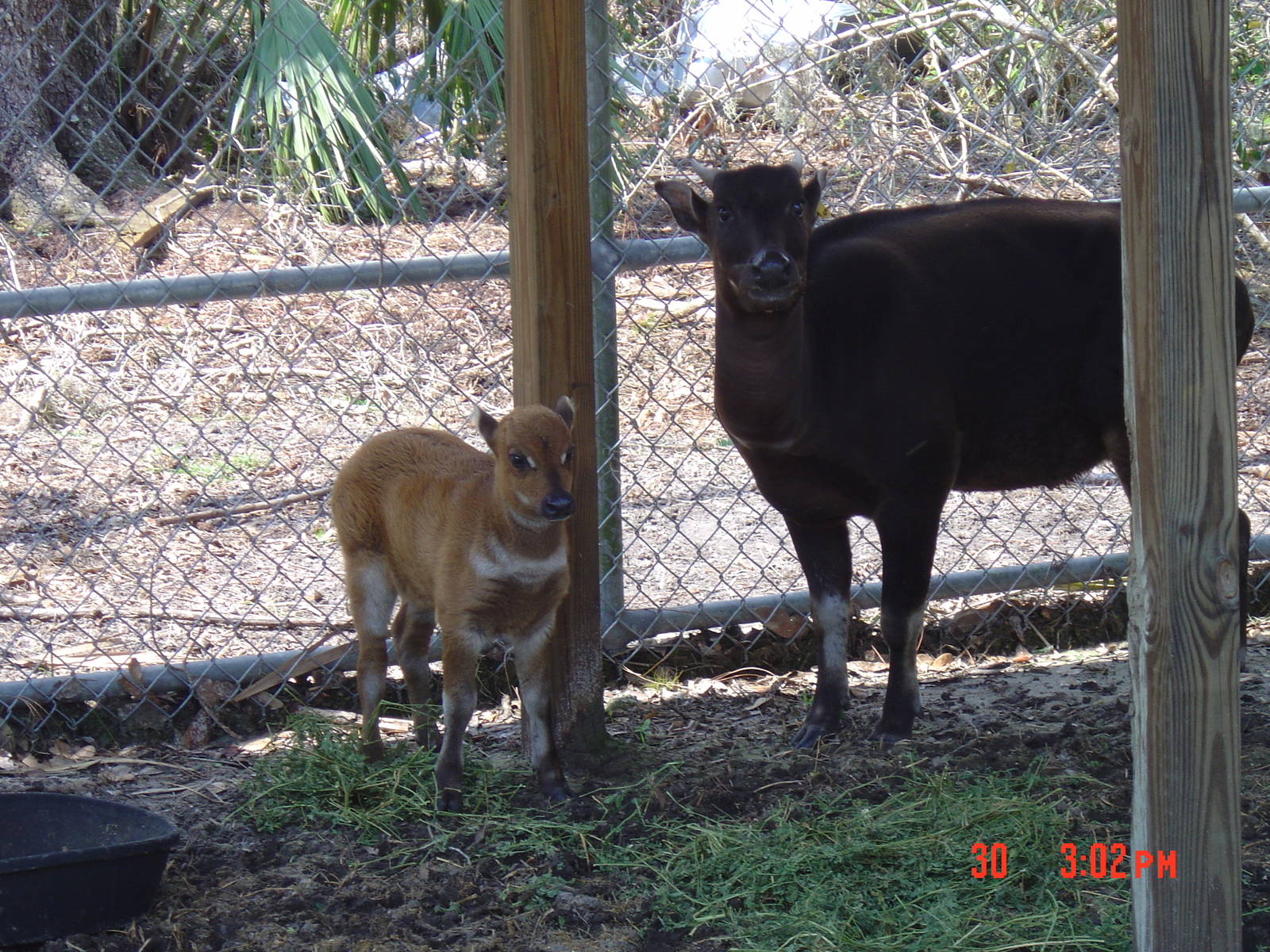 Peace River Refuge- Arcadia- 2004