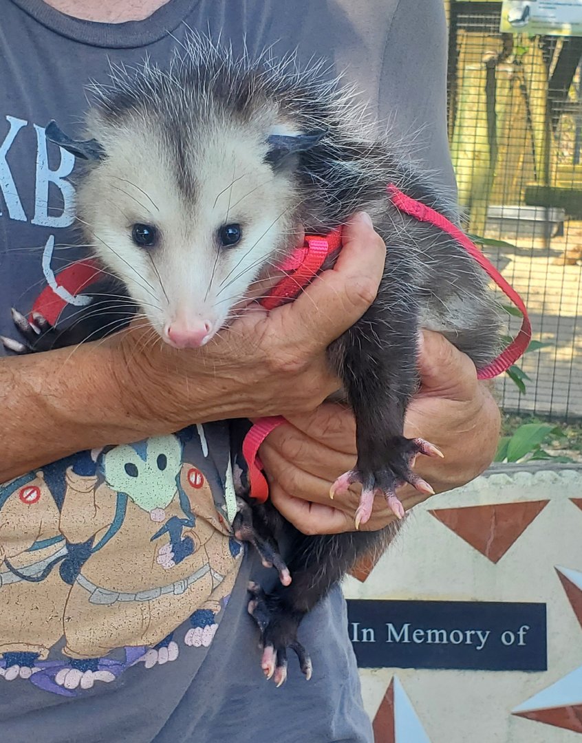Peace River Wildlife Sanctuary - Ambassador Opossum