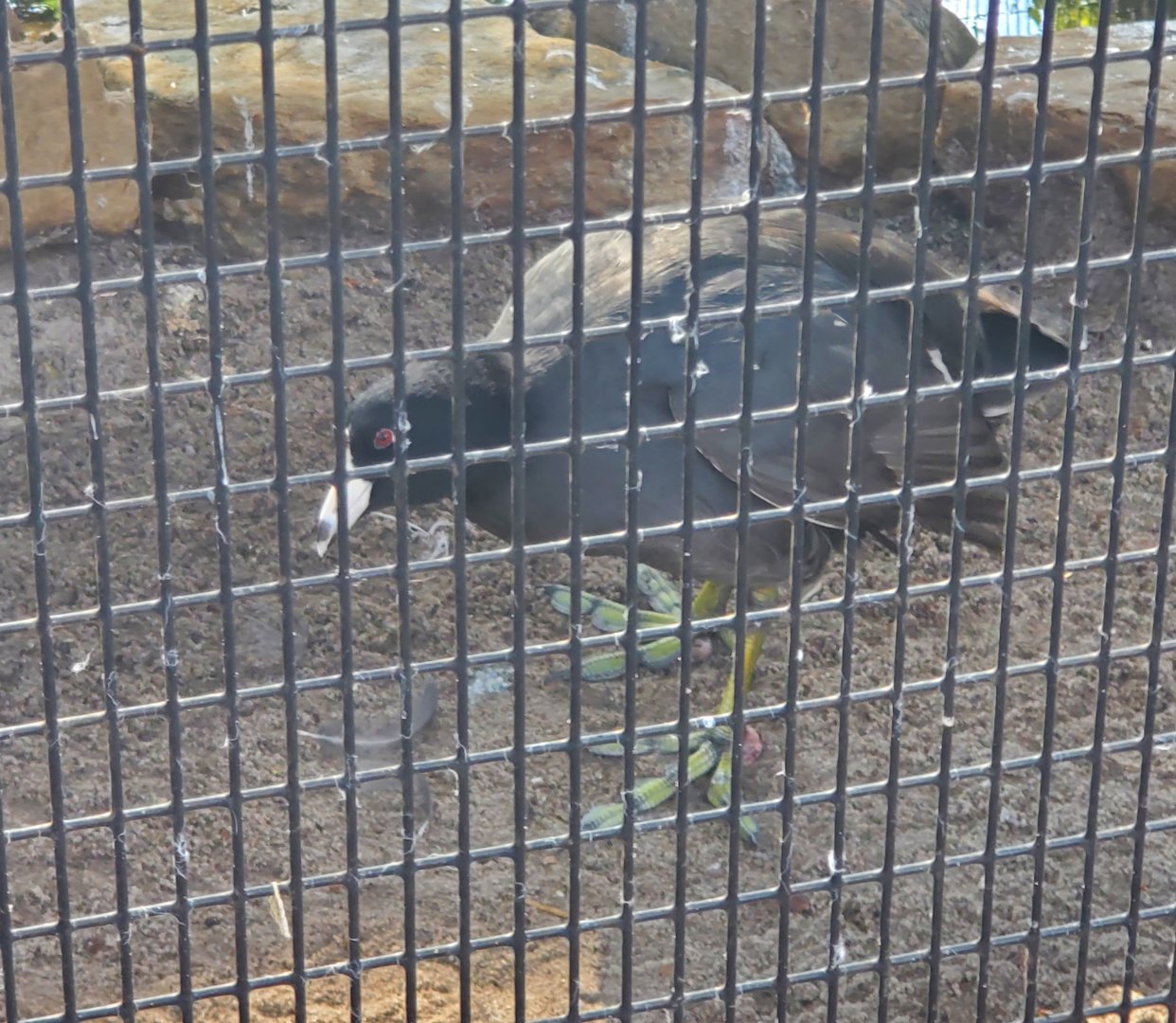 Peace River Wildlife Sanctuary - American Coot