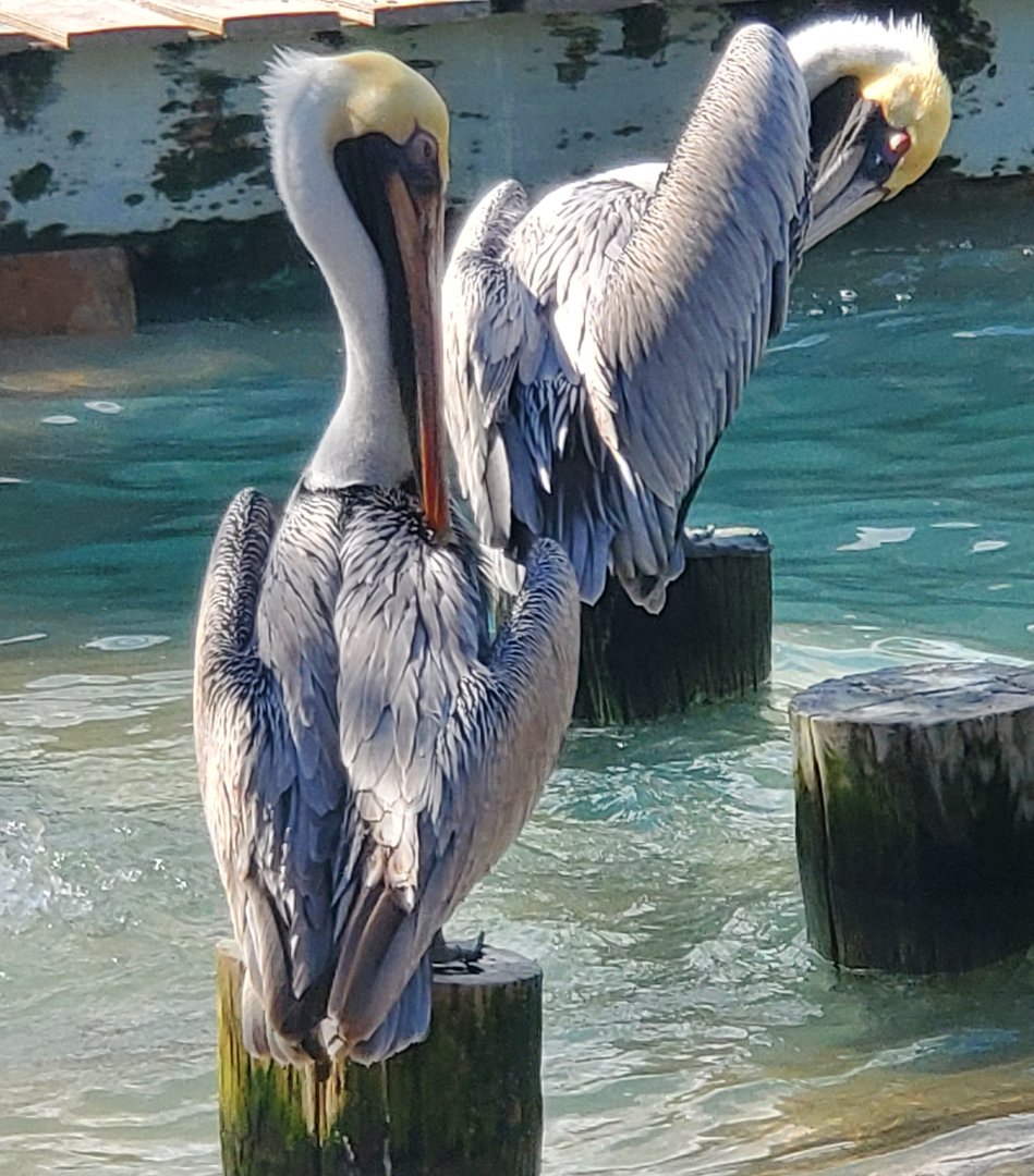 Peace River Wildlife Sanctuary - Brown Pelicans