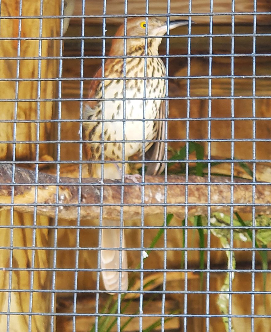 Peace River Wildlife Sanctuary - Brown Thrasher