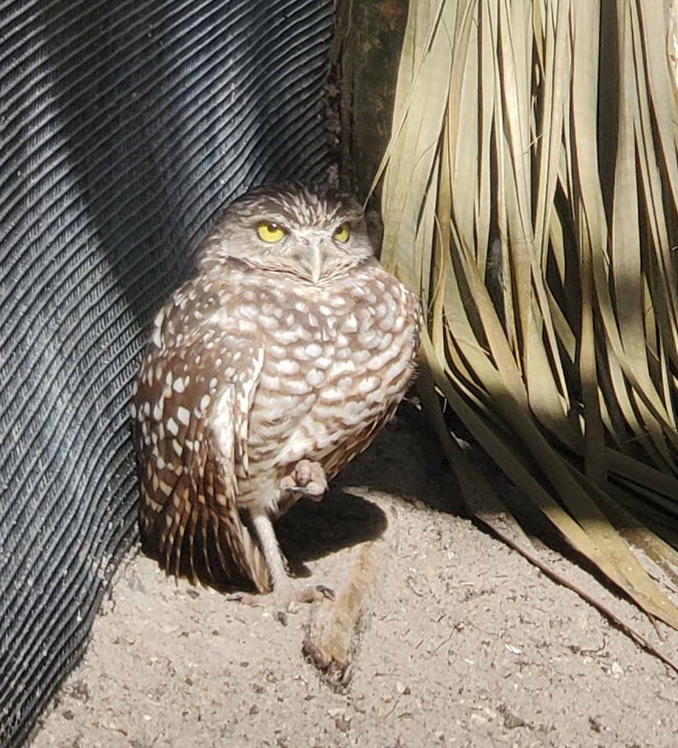 Peace River Wildlife Sanctuary - Burrowing Owl