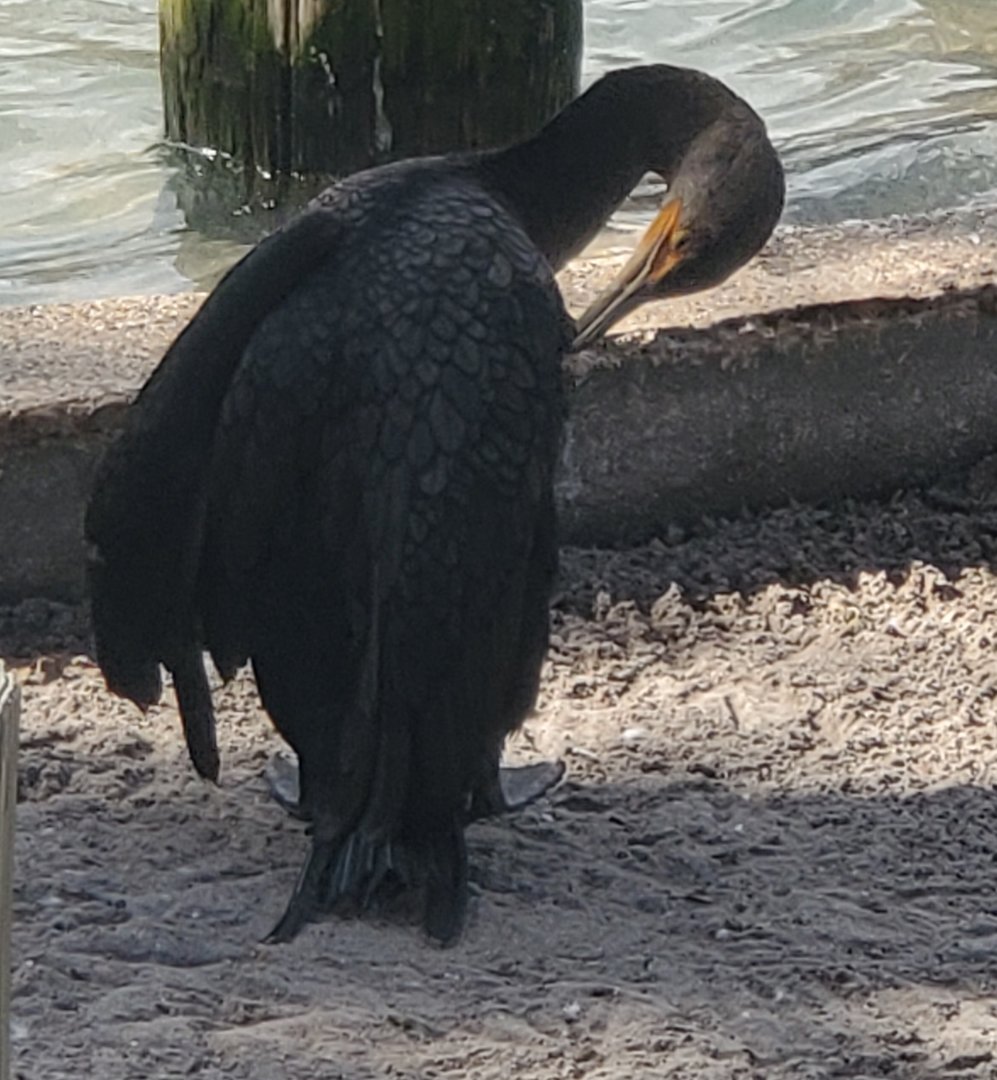 Peace River Wildlife Sanctuary - Double-crested Cormorant