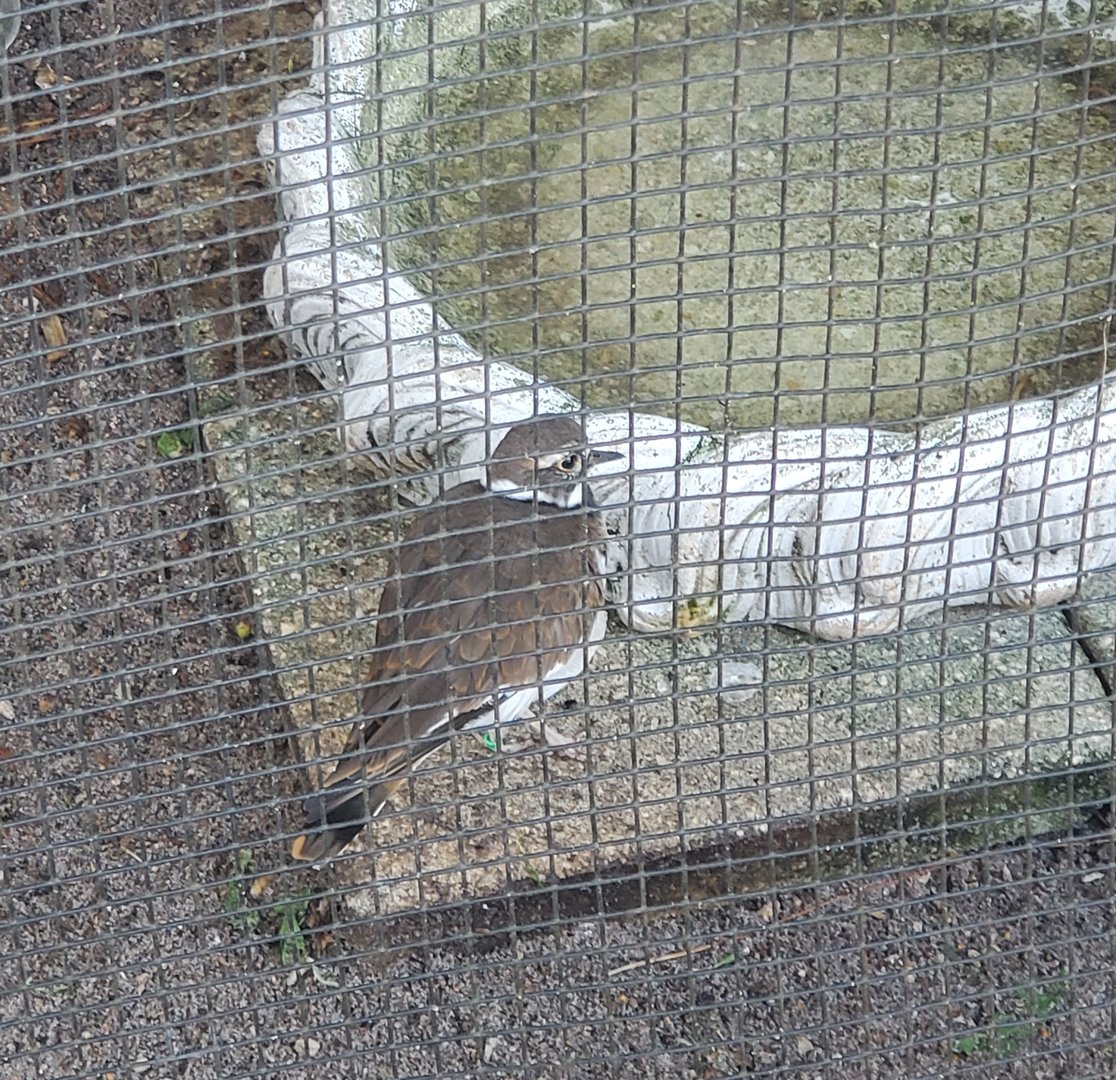 Peace River Wildlife Sanctuary - Killdeer