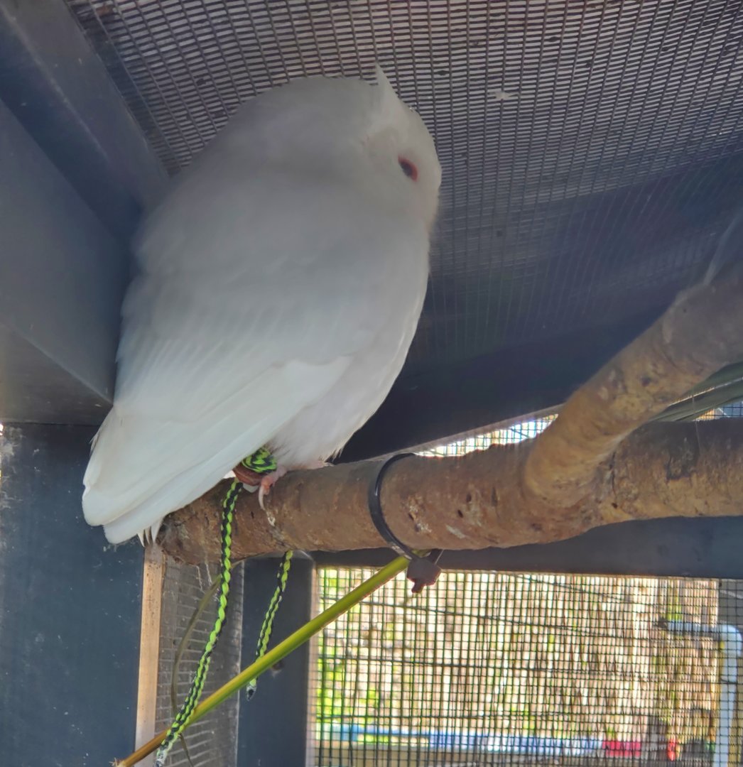 Peace River Wildlife Sanctuary - Luna the leucistic owl