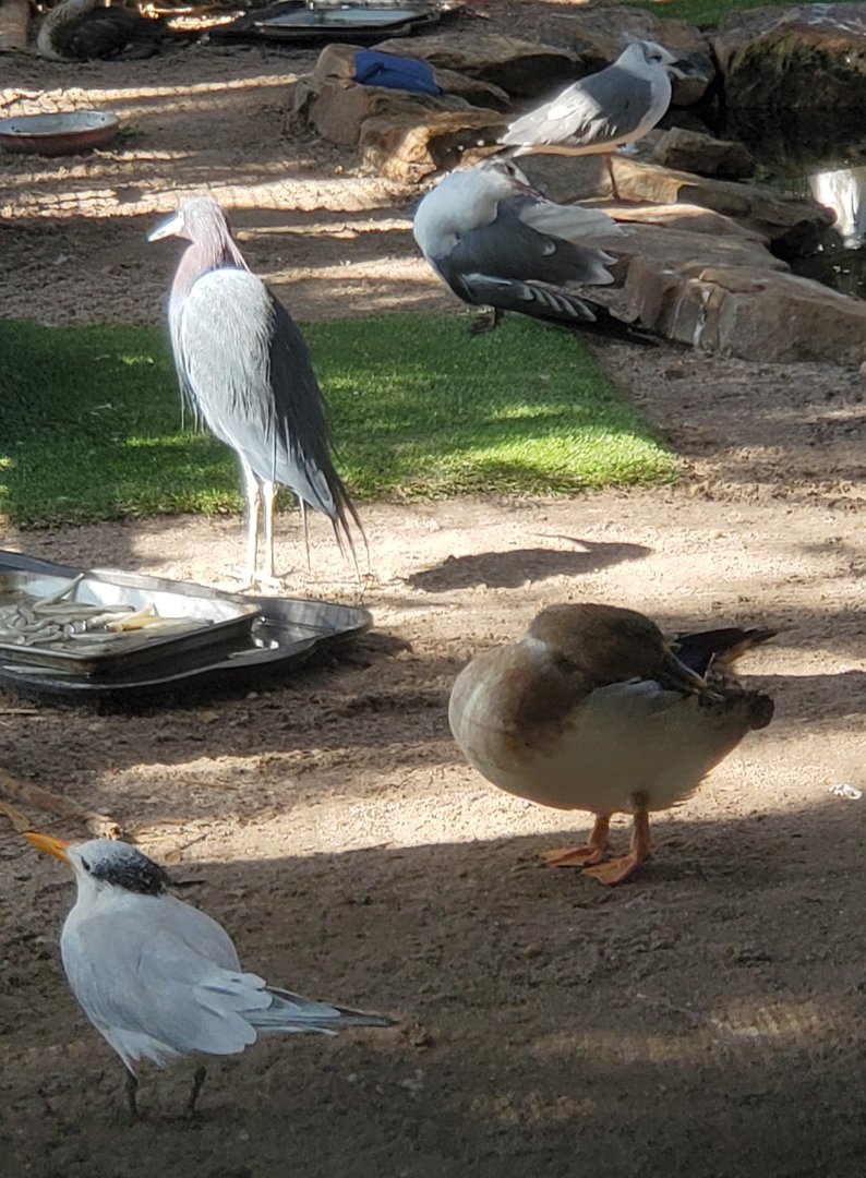 Peace River Wildlife Sanctuary - Waterbird aviary