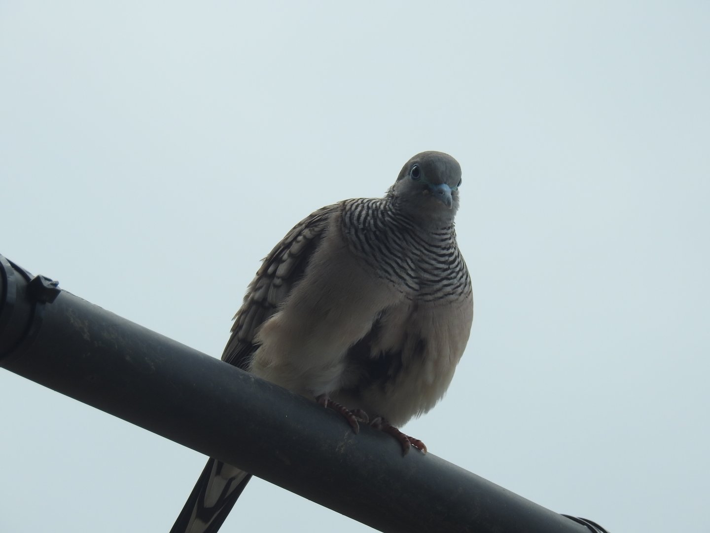Peaceful Dove - Cairns Esplanade (Cairns)