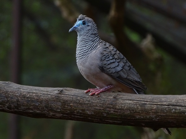 Peaceful dove (Geopelia placida) (07/22)