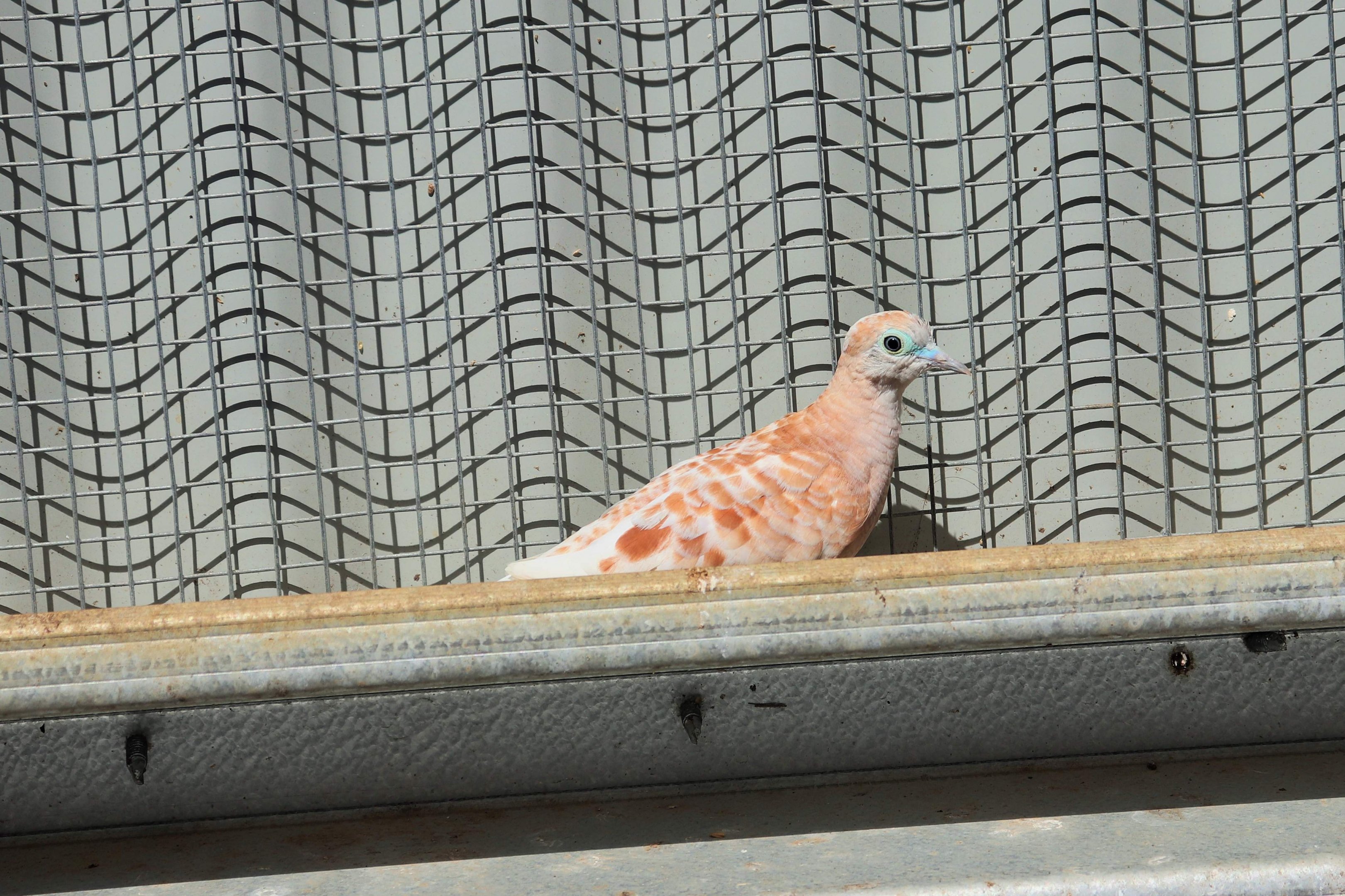 Peaceful Dove (Geopelia placida)-Fawn Mutation
