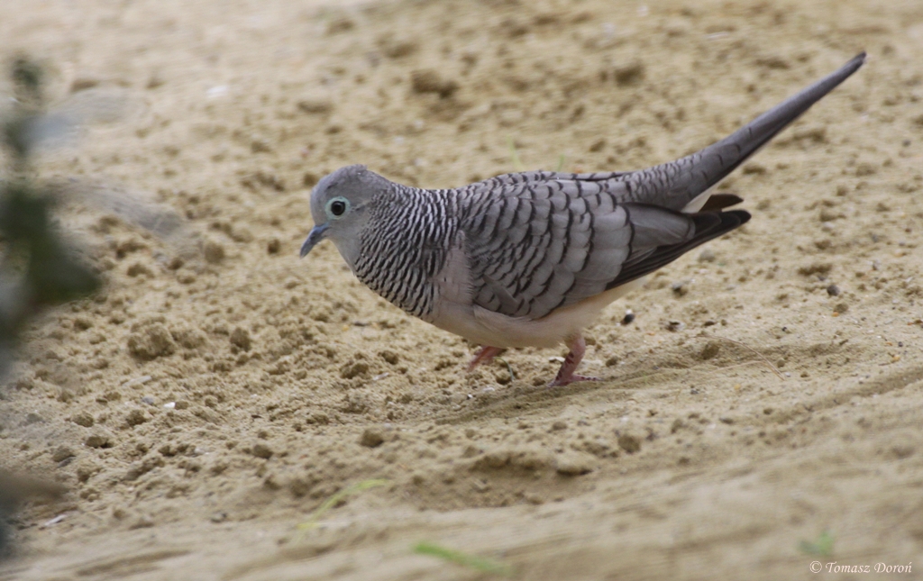Peaceful Dove (Geopelia placida)