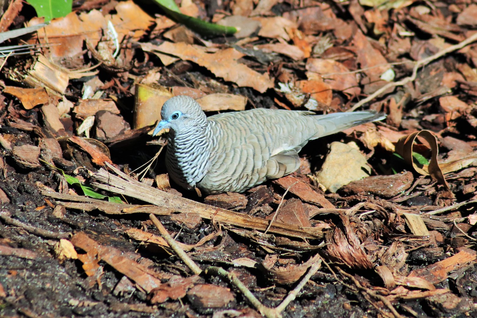 Peaceful Dove (Geopelia placida)