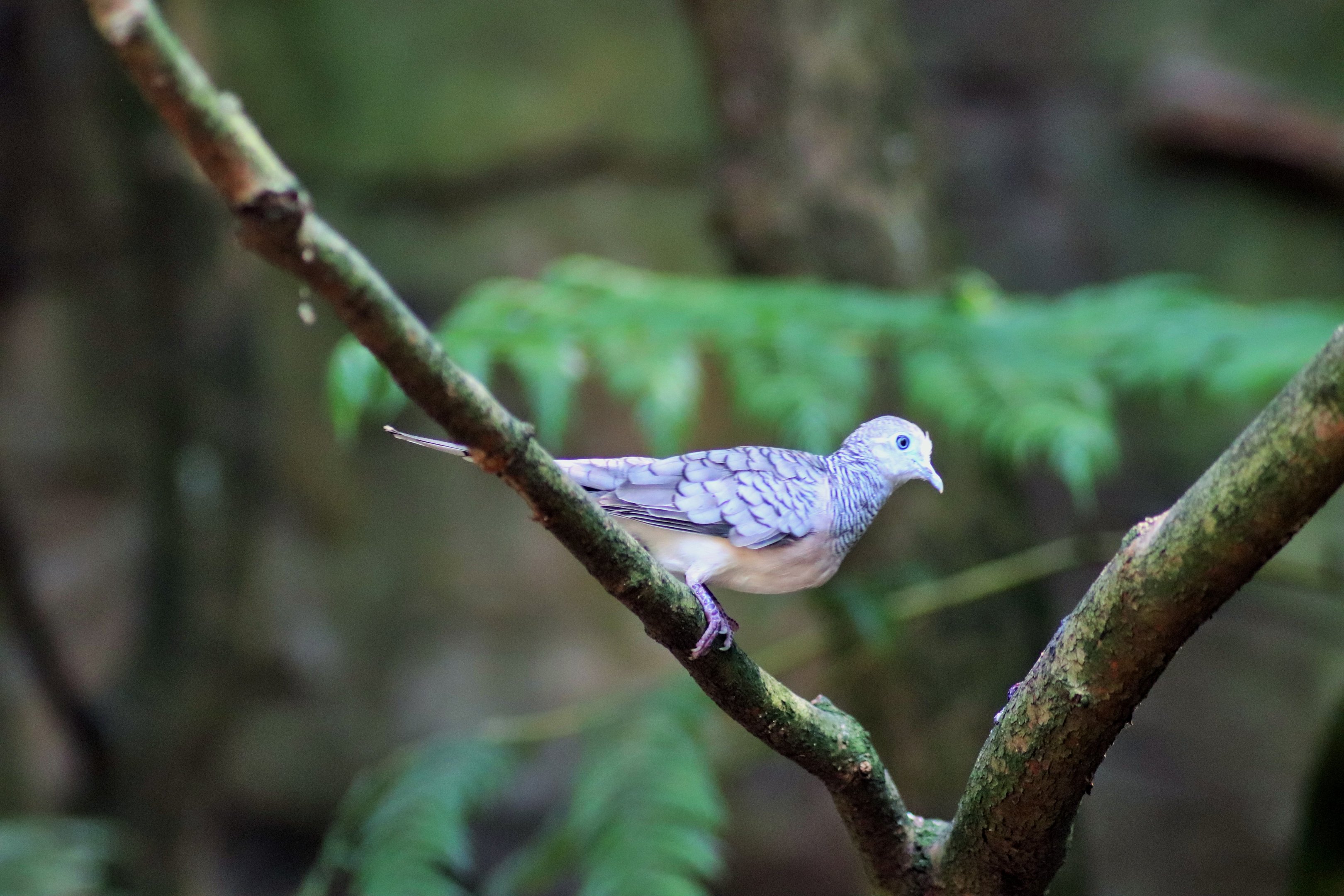 Peaceful Dove (Geopelia placida)