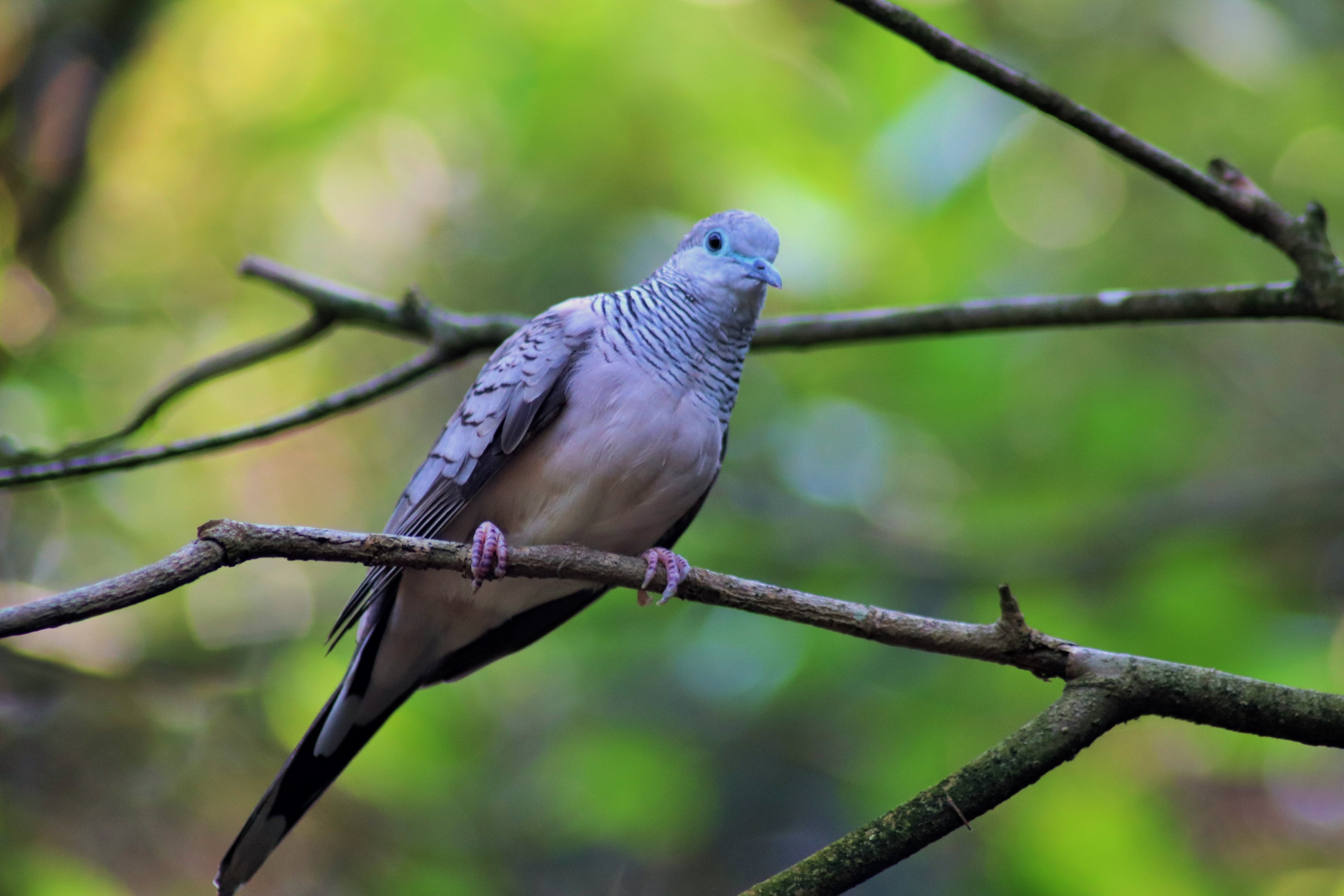 Peaceful Dove (Geopelia placida)